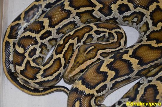 26-python-bivittatus-4.jpg