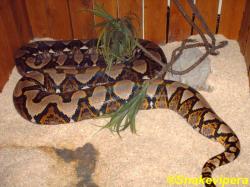 30-broghammerus-reticulatus-reticulatus-4-1.jpg