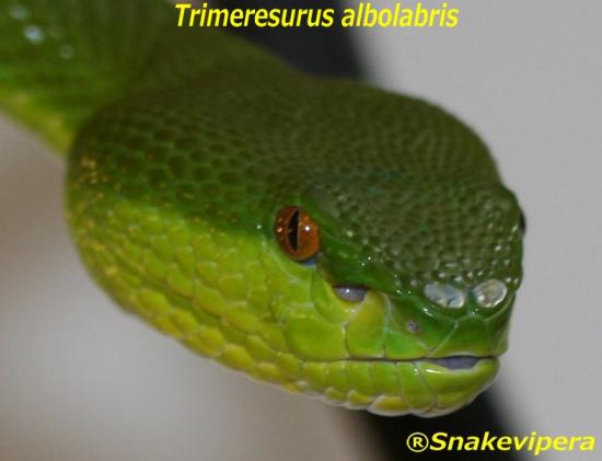 albolabris-6.jpg