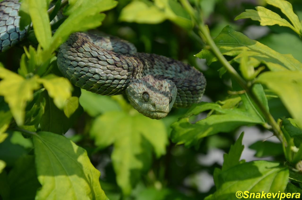 ADW: Atheris squamigera: INFORMATION