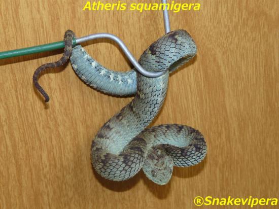 atheris-squamigera-8.jpg