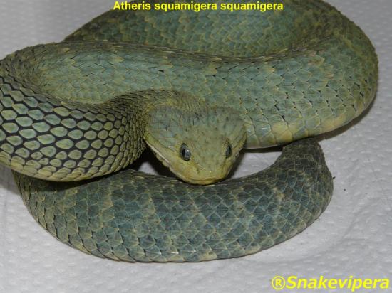 atheris-squamigera-squamigera-11.jpg