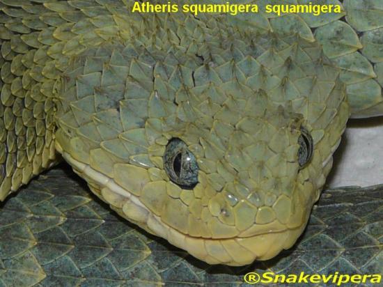 atheris-squamigera-squamigera-5.jpg