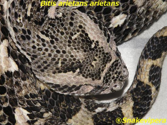 bitis-arietans-4-1.jpg