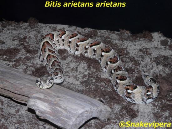 bitis-arietans-9.jpg