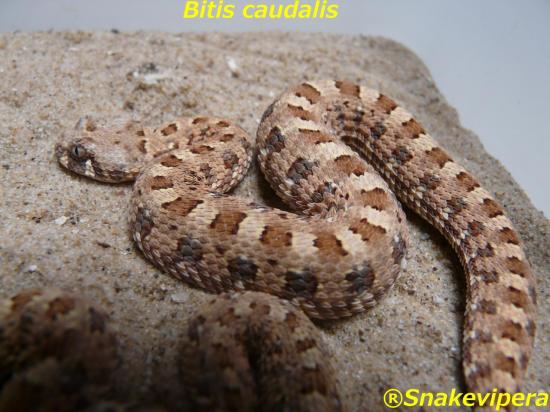 bitis-caudalis-56.jpg