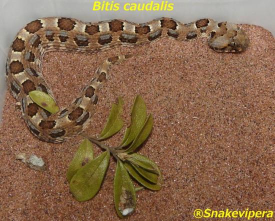 bitis-caudalis-59.jpg