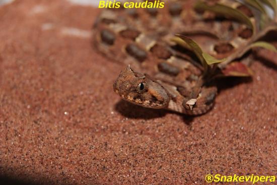 bitis-caudalis-61.jpg