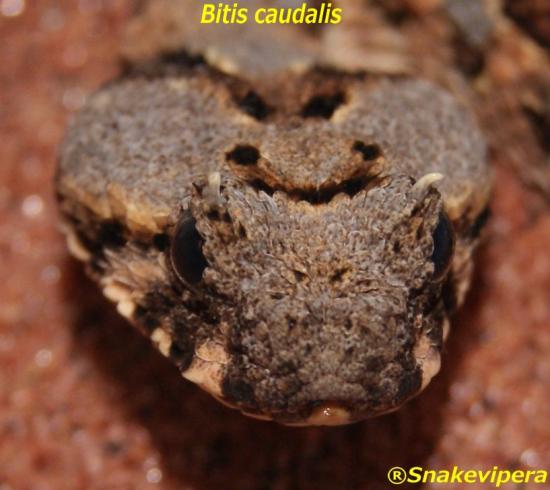 bitis-caudalis-64.jpg