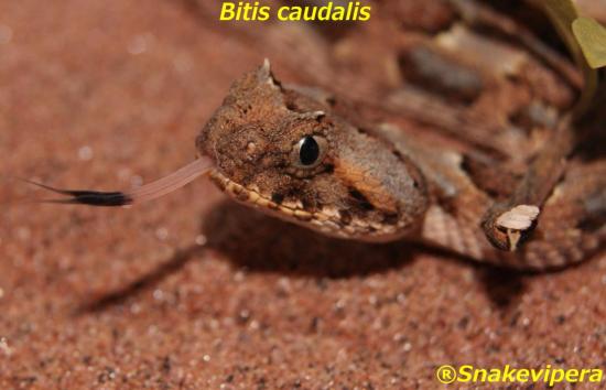 bitis-caudalis-70.jpg