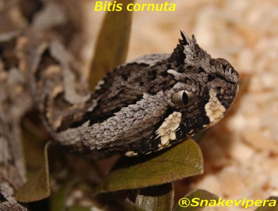 bitis-cornuta-10-copie-1.jpg