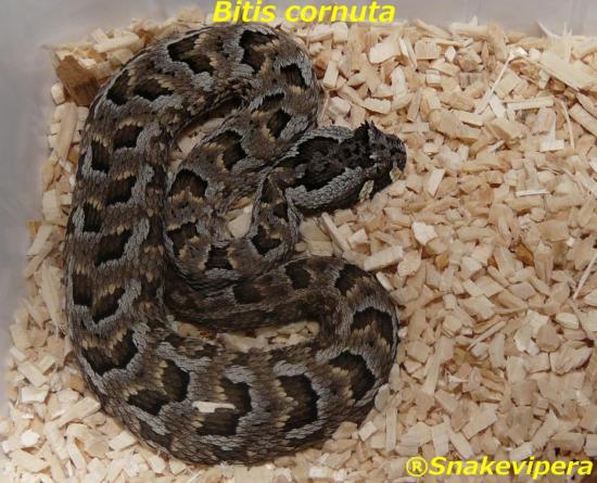 bitis-cornuta.jpg