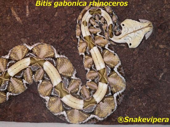 bitis-gabonica-rhinoceros-2.jpg