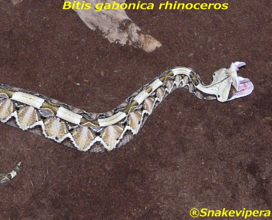 bitis-gabonica-rhinoceros-3-1.jpg