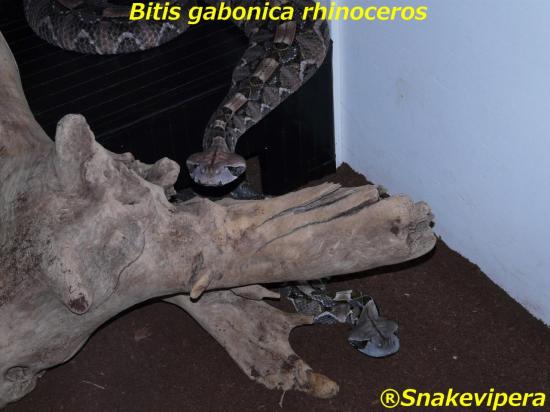 bitis-gabonica-rhinoceros-35-1.jpg