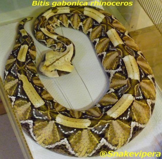 bitis-gabonica-rhinoceros.jpg