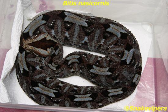 bitis-nasicornis-10.jpg