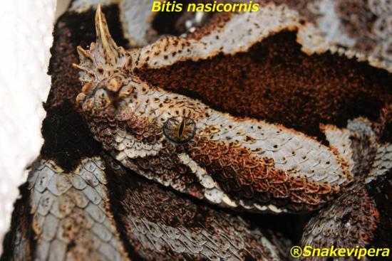 bitis-nasicornis-9.jpg