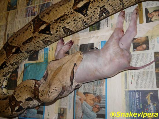 boa-constrictor.jpg