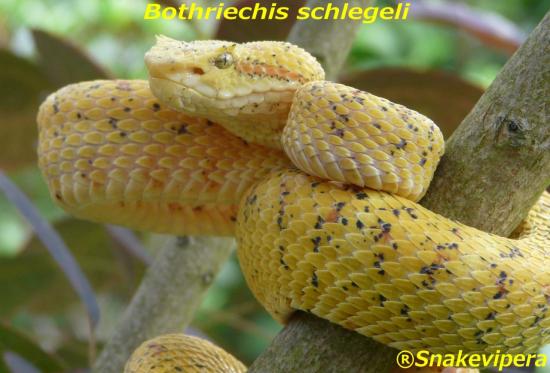 bothriechis-schlegeli-3-1.jpg