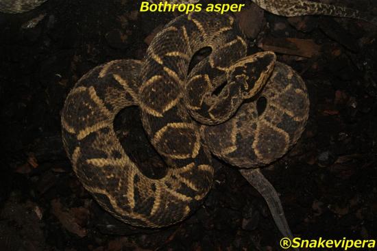 bothrops-asper-1.jpg