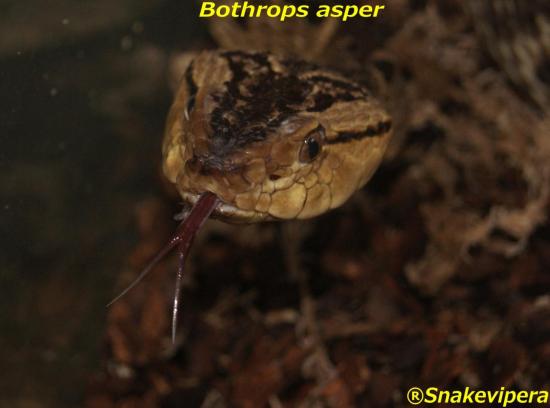 bothrops-asper-40.jpg