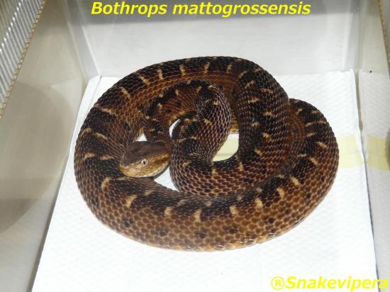 bothrops-mattogrossensis-6.jpg