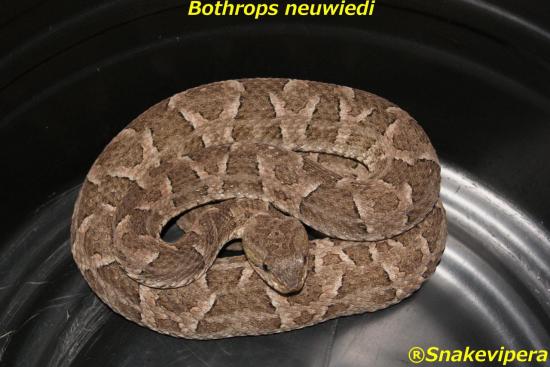 bothrops-neuwiedi-14.jpg