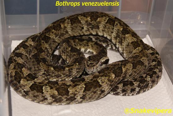 bothrops-venezuelensis-9.jpg