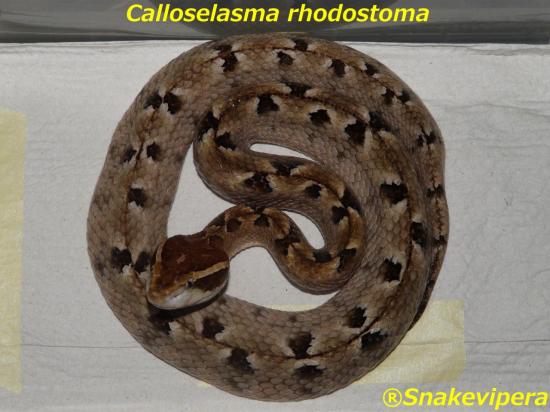 calloselasma-rhodostoma-5-1.jpg
