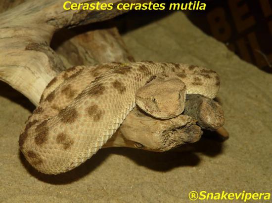 cerastes-cerastes-10-1.jpg