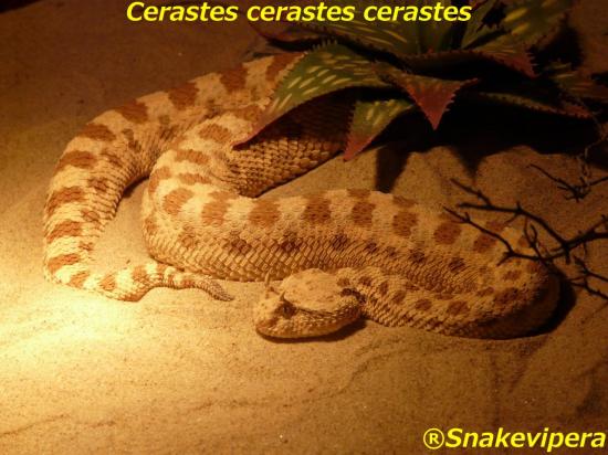 cerastes-cerastes-15-1.jpg