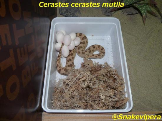 cerastes-cerastes-17.jpg