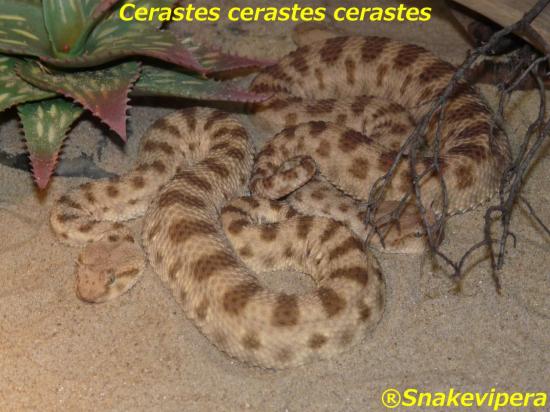 cerastes-cerastes-35-1.jpg