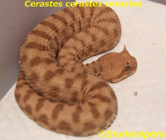 cerastes-cerastes-68.jpg