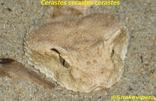 cerastes-cerastes-cerastes-copie-2.jpg