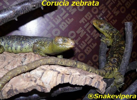 corucia-zebrata-14.jpg