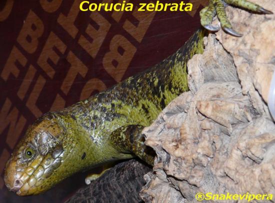 corucia-zebrata-3.jpg