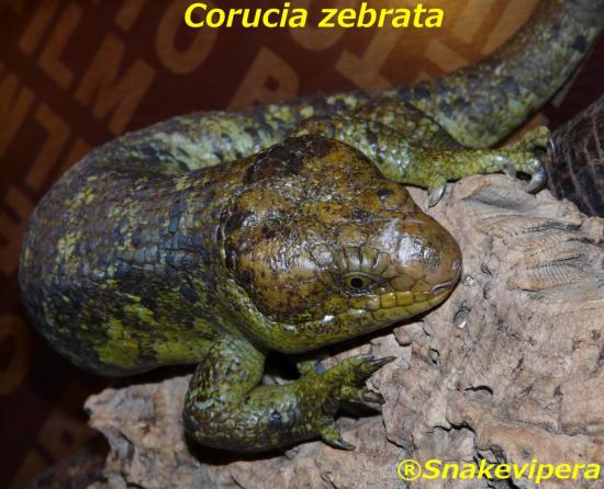 corucia-zebrata-6.jpg