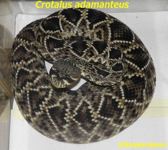 crotalus-adamanteus-2-1.jpg