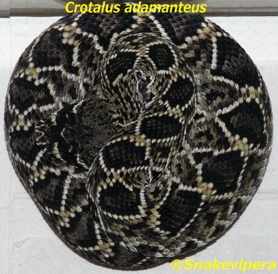 crotalus-adamanteus-2-2.jpg