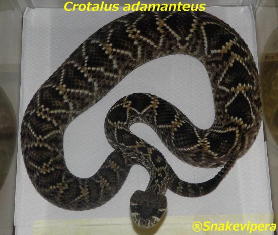 crotalus-adamanteus-3.jpg