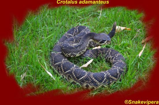 crotalus-adamanteus-41.jpg