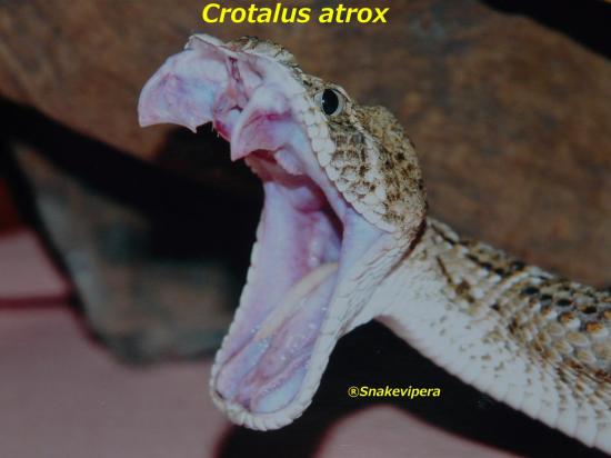 crotalus-atrox-1.jpg