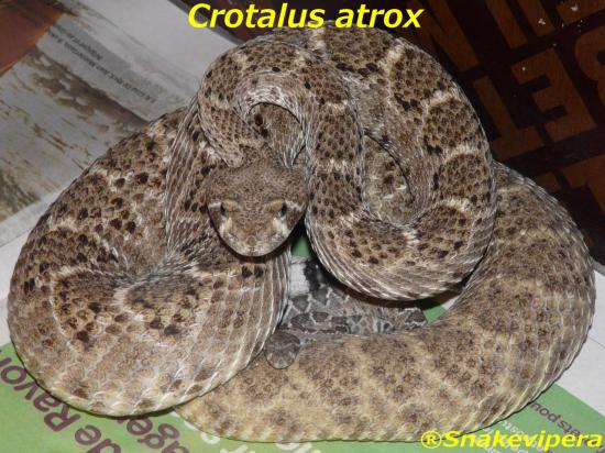 crotalus-atrox-11.jpg