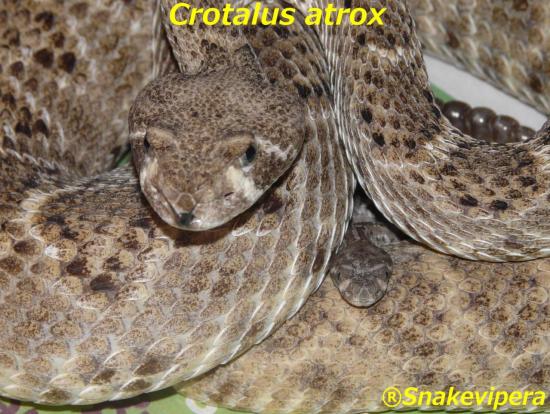 crotalus-atrox-9.jpg
