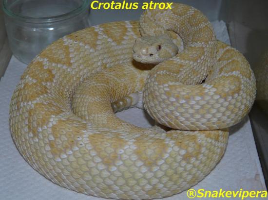 crotalus-atrox-albinos-1.jpg