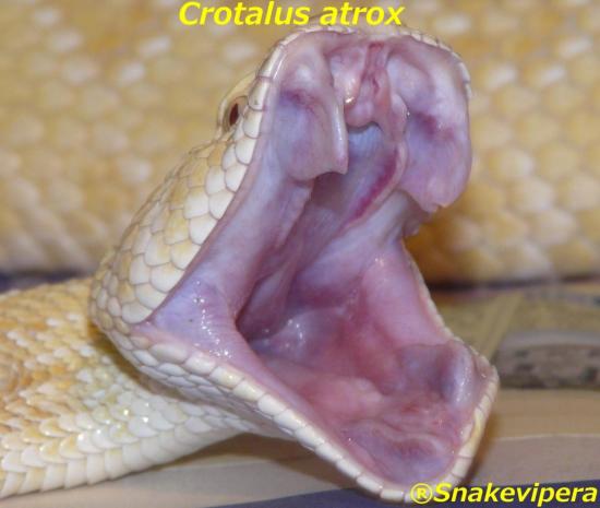 crotalus-atrox-albinos-6.jpg