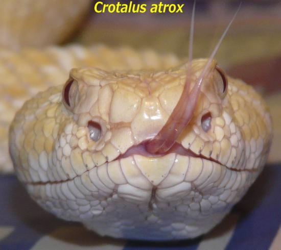 crotalus-atrox-albinos-7.jpg