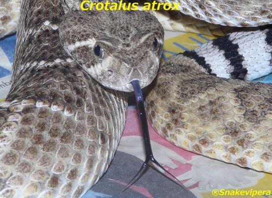crotalus-atrox.jpg